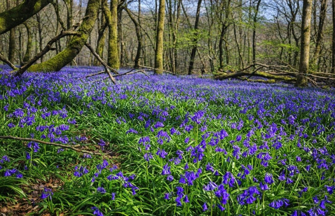 Dinefwr Estate-兰代洛必去景点