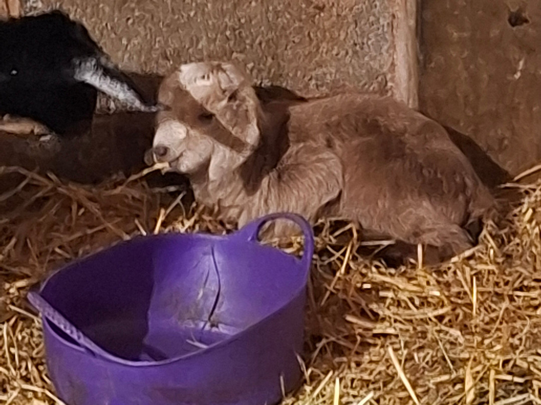 Woolley Animals Farm Park-Winkleigh必去景点