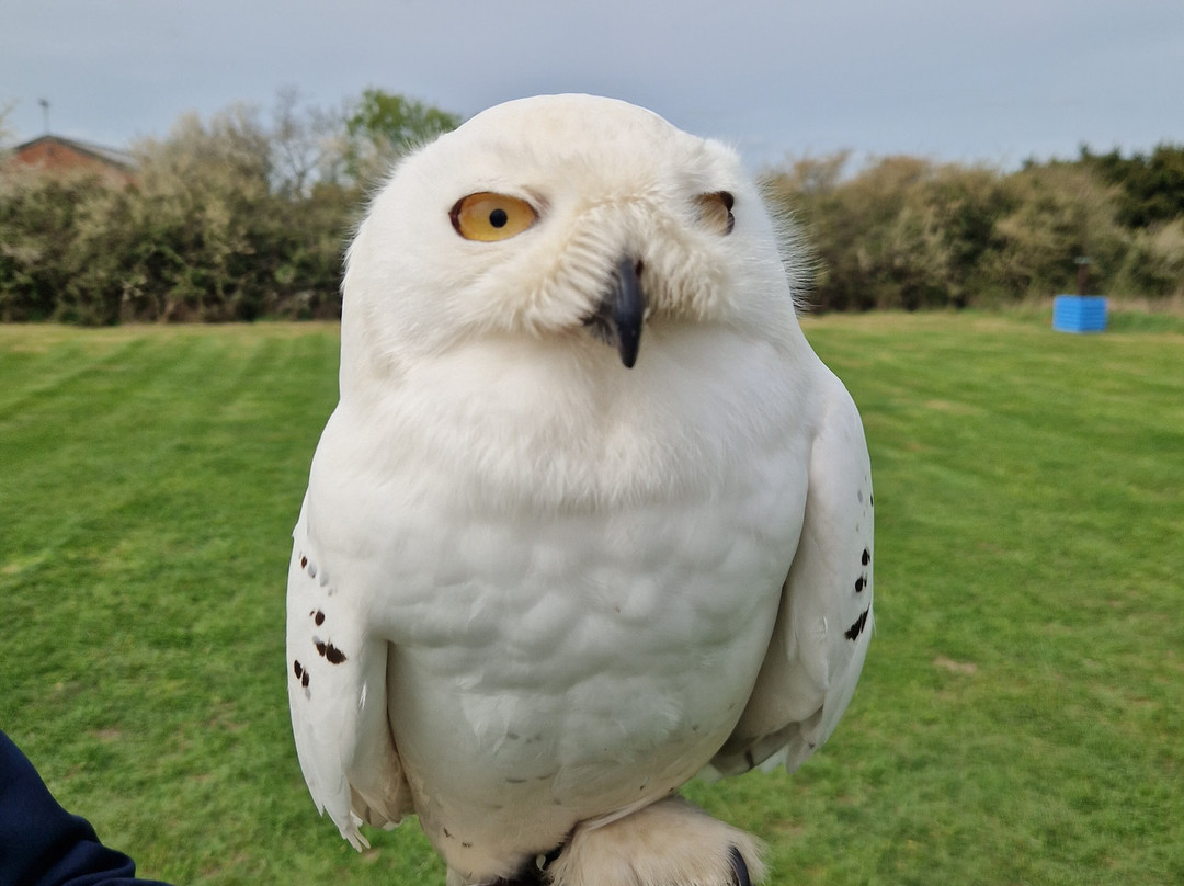 Feathers and Fur Falconry Centre-布拉克内尔必去景点