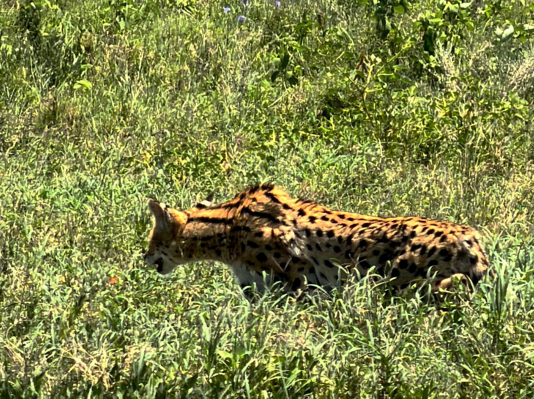 Tanzania Roadside Expeditions-阿鲁沙必去景点