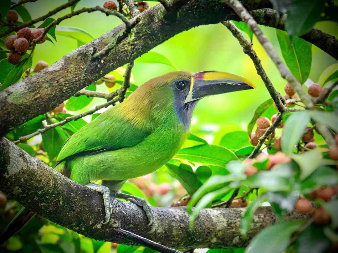 Costa Rica Focus-圣何塞必去景点