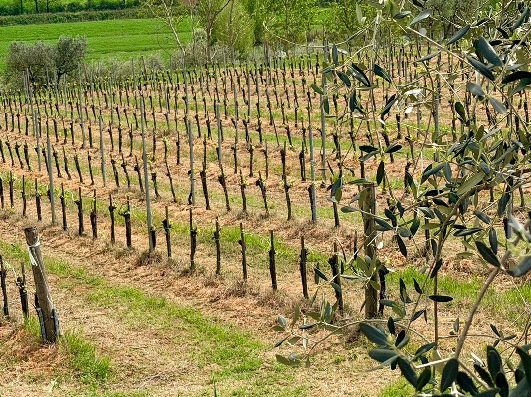 Cantina Canaio-科尔托纳必去景点