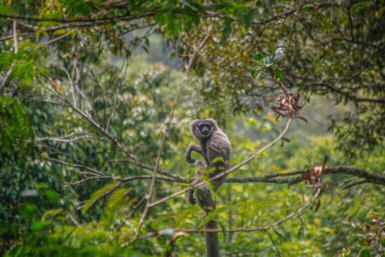Ujung Kulon Ecotourism-Ujungjaya必去景点