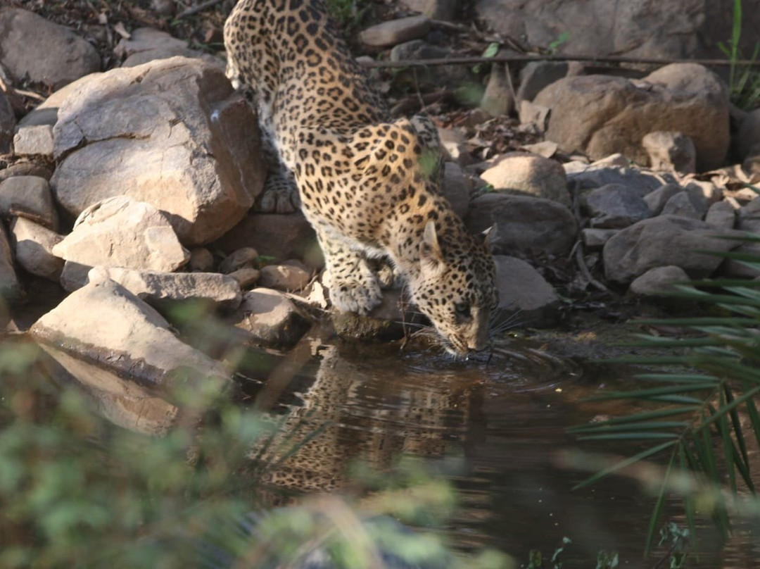 Sariska National Park-Sariska必去景点