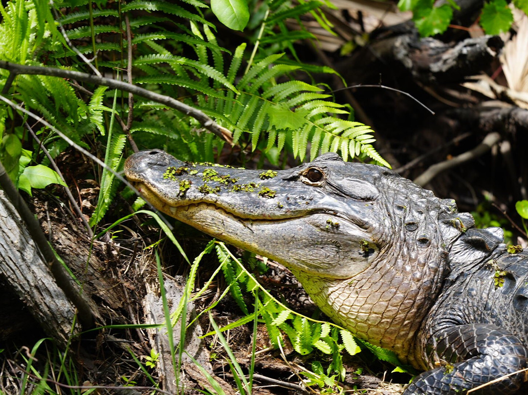 Airboat and Gator Charters-De Leon Springs必去景点