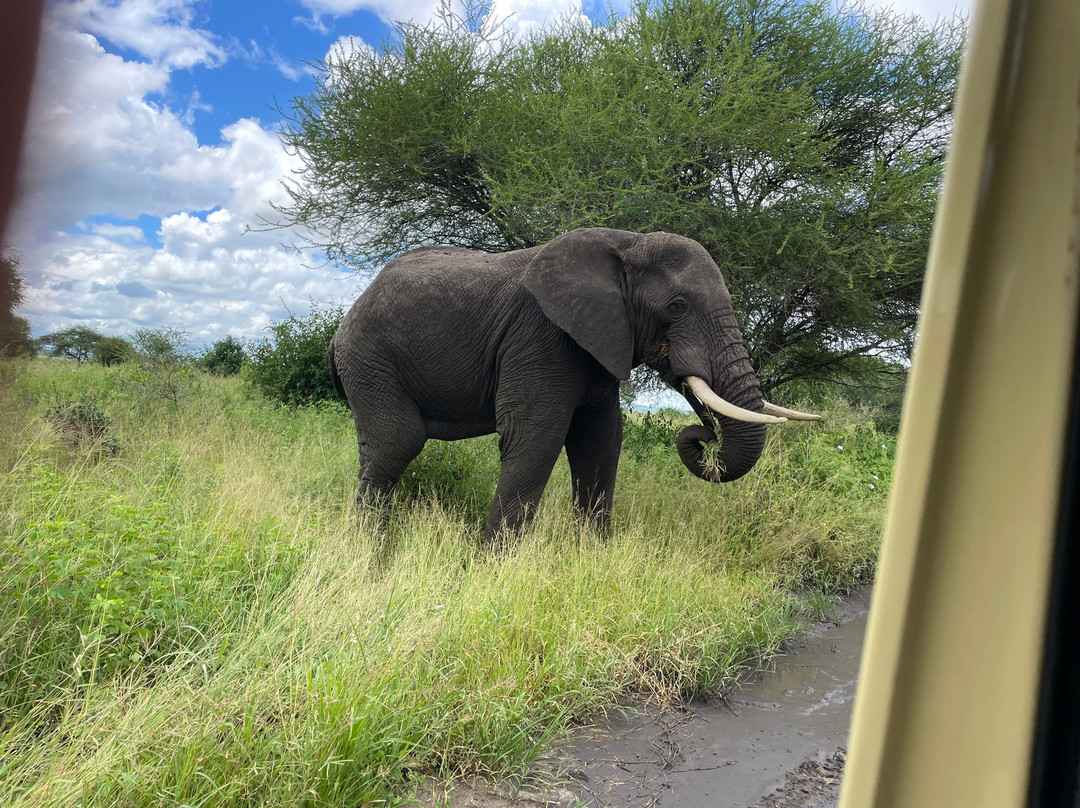 Tazama Africa Tours and Safari-阿鲁沙国家公园必去景点