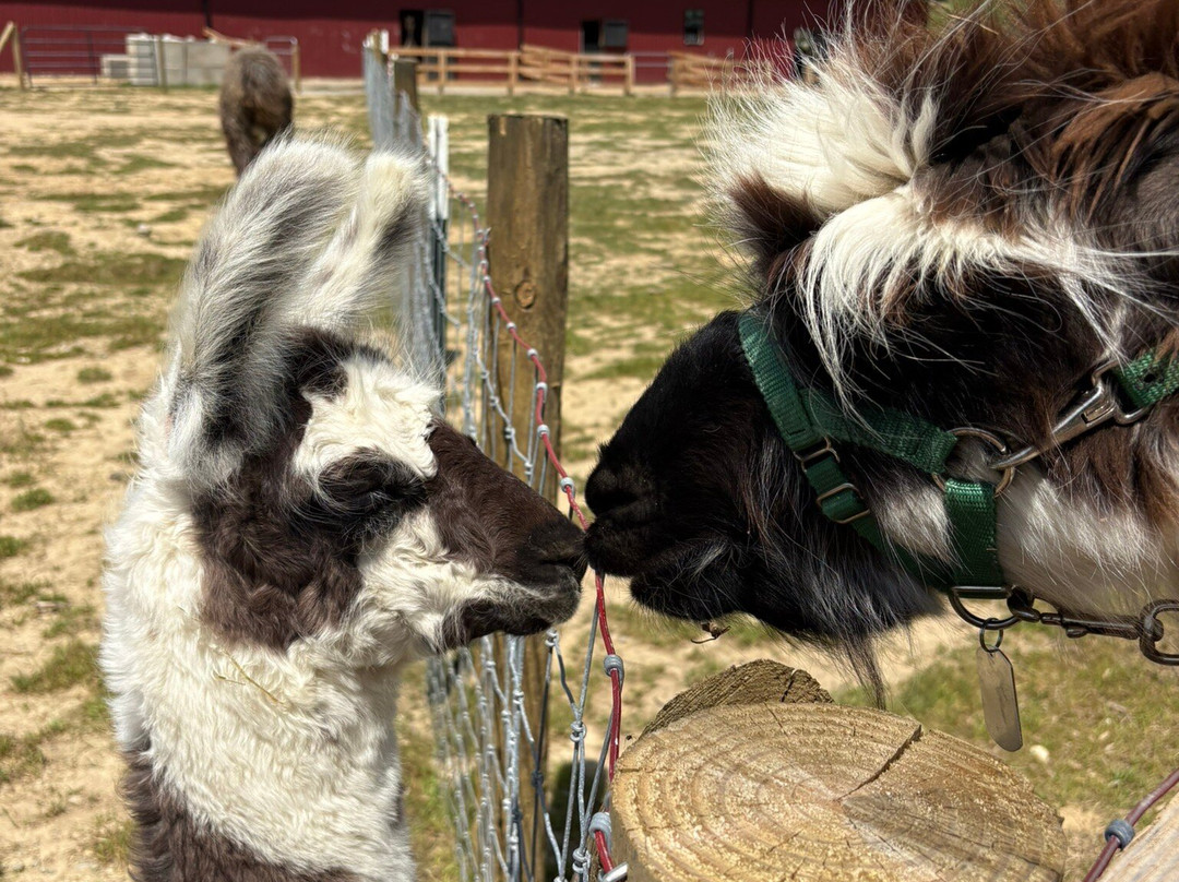 Ellaberry Llama Farm-亨德森维尔必去景点