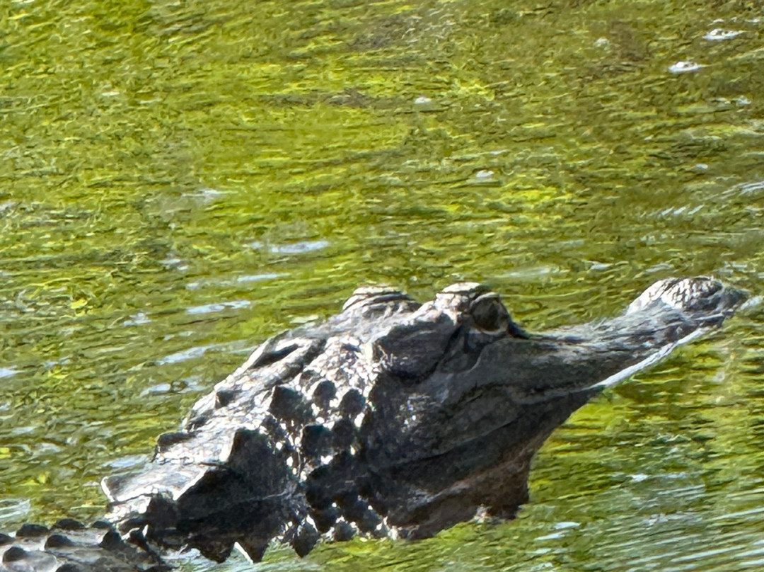Tom and Jerry's Airboat Tours-Lake Panasoffkee必去景点