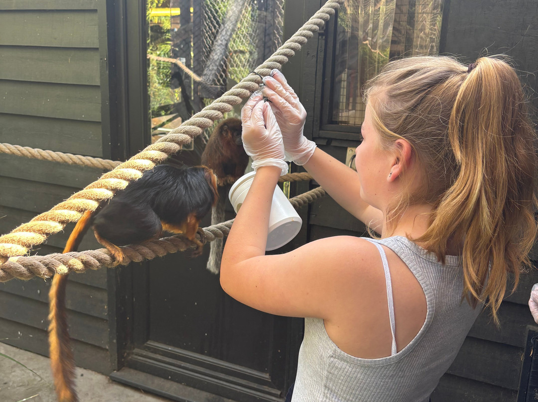 Colchester Zoo-科尔切斯特必去景点