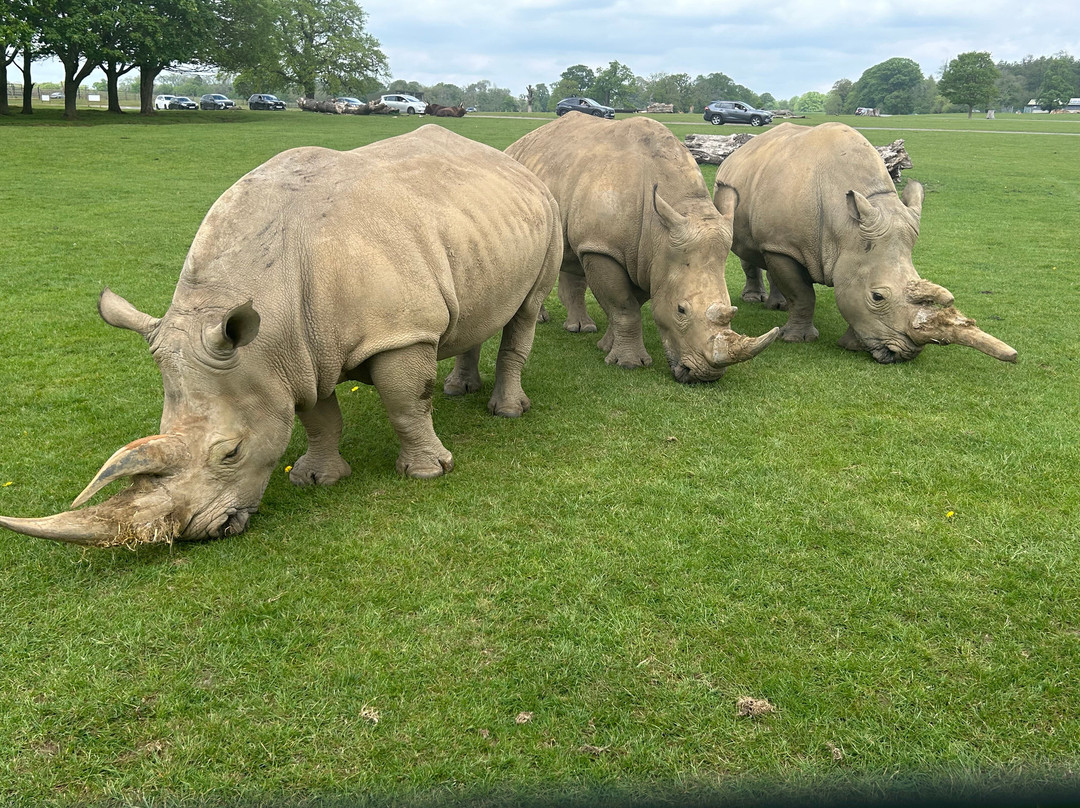 Woburn Safari Park-Woburn必去景点