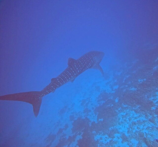 Euro-Divers LUX South Ari Atoll-南阿里环礁必去景点