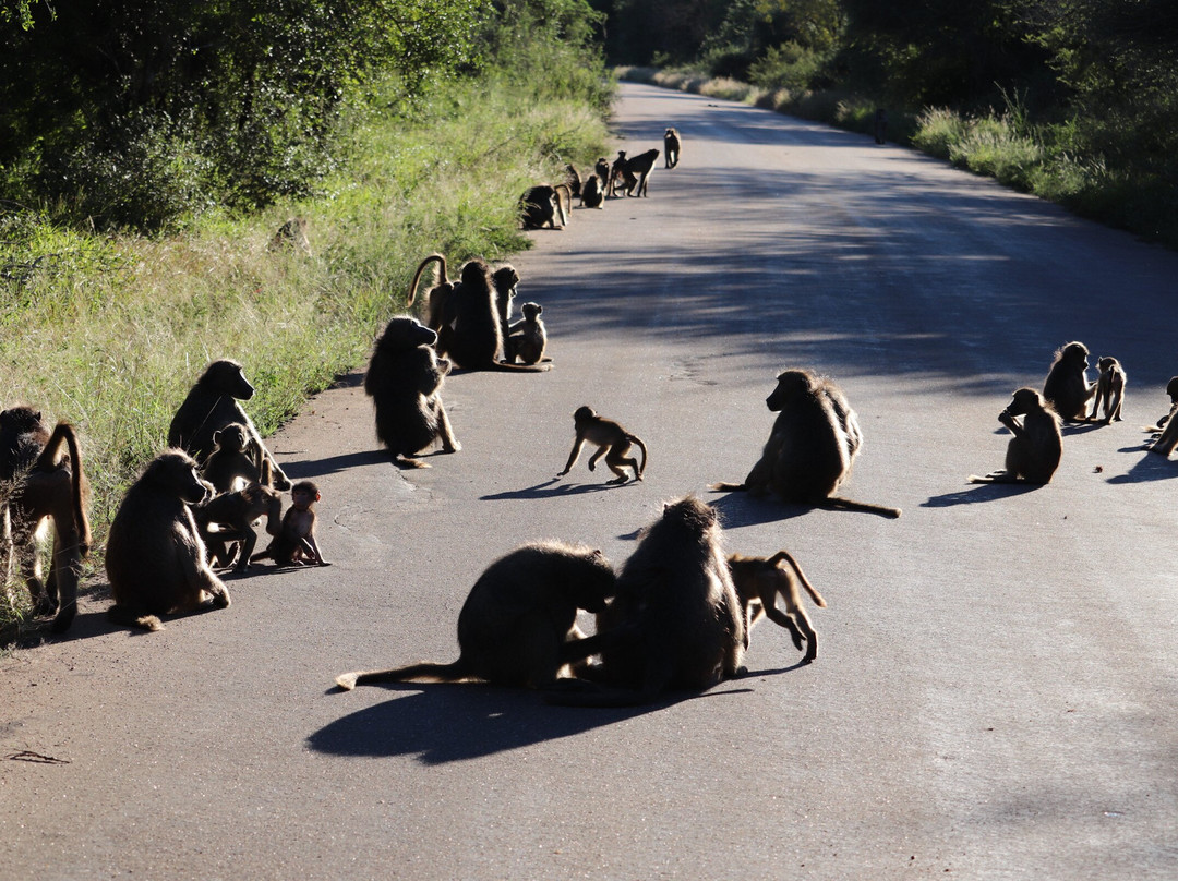 Southern Kruger Safaris-玛洛斯帕克必去景点