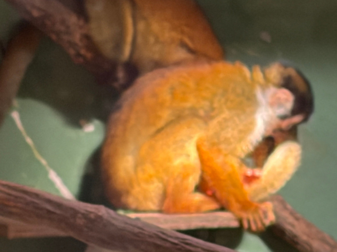 Akumal Monkey Sanctuary & Rescued Animals-艾库玛尔必去景点