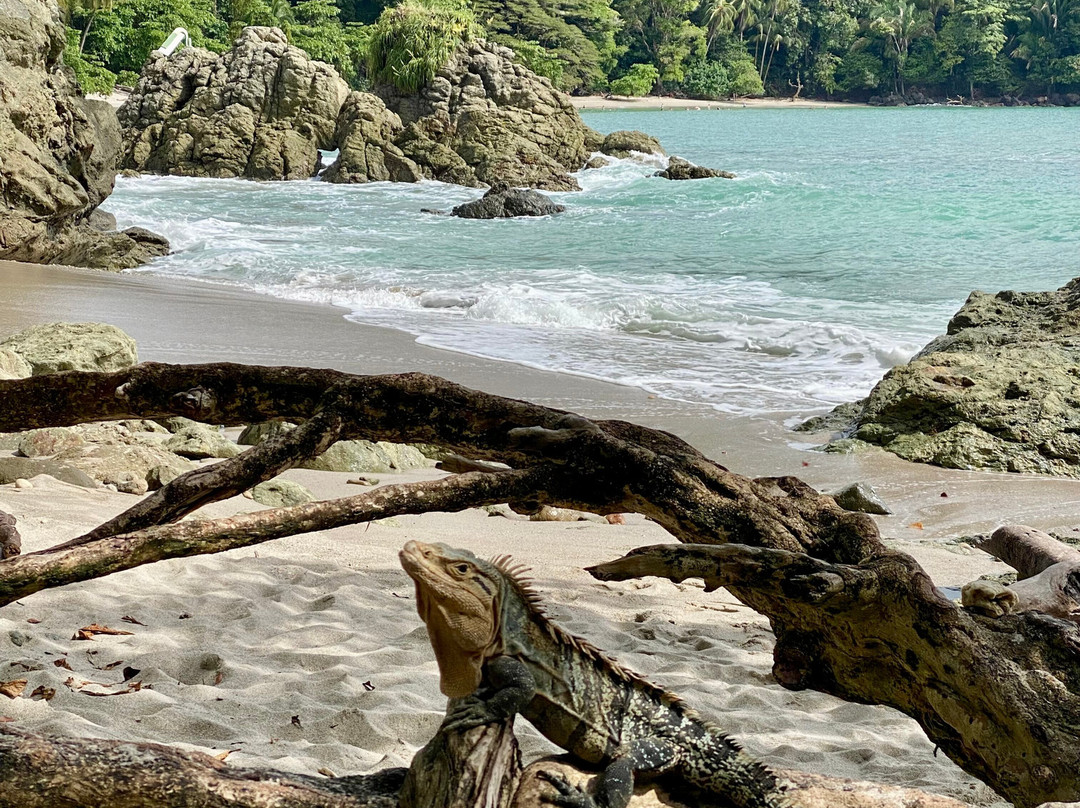 Manuel Antonio National Park-哥斯达黎加安东尼奥国家公园必去景点