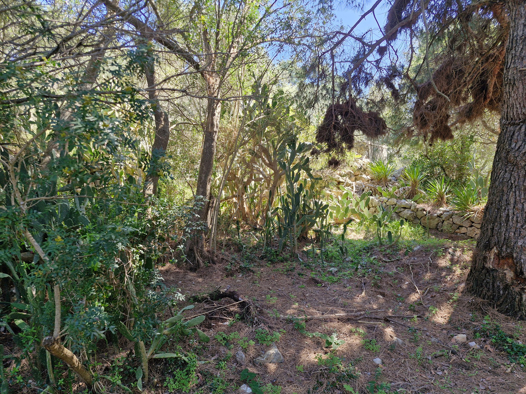 Palmizana Botanical Garden-赫瓦尔必去景点