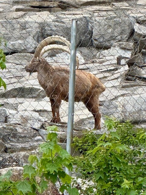 Alpine Wildlife Park Interlaken-因特拉肯必去景点
