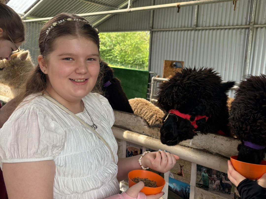 Strangford Bay Alpacas-Strangford必去景点