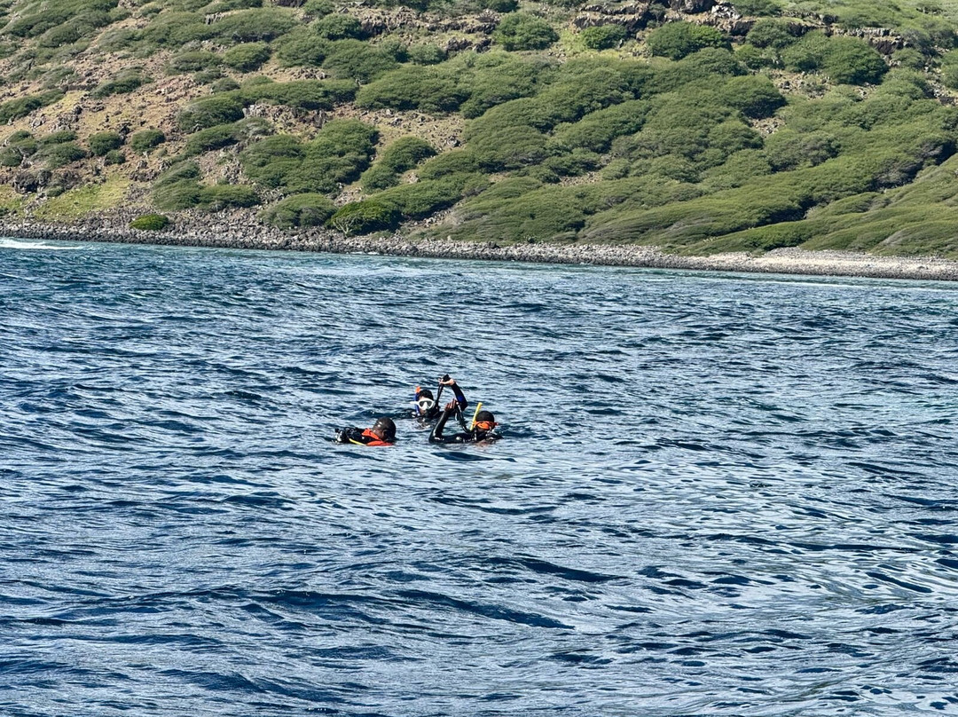 Alex Salamander Diving