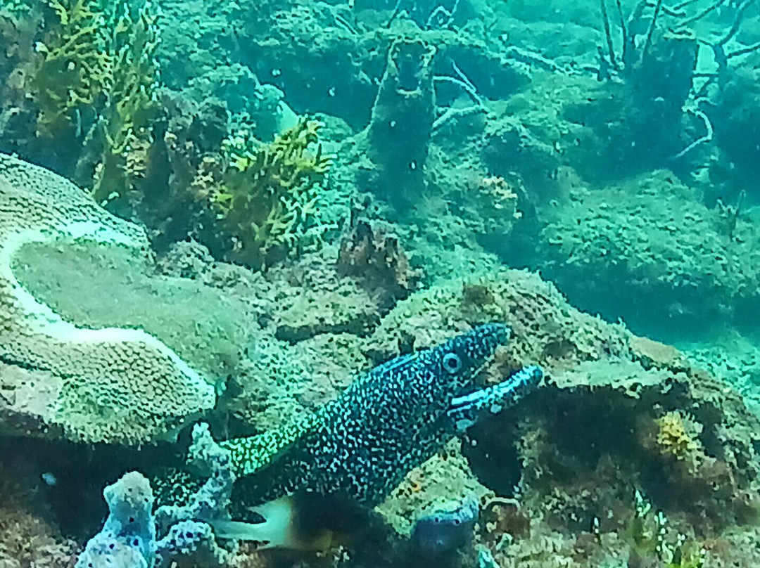 Undersea Tobago Ltd-克朗波因特必去景点
