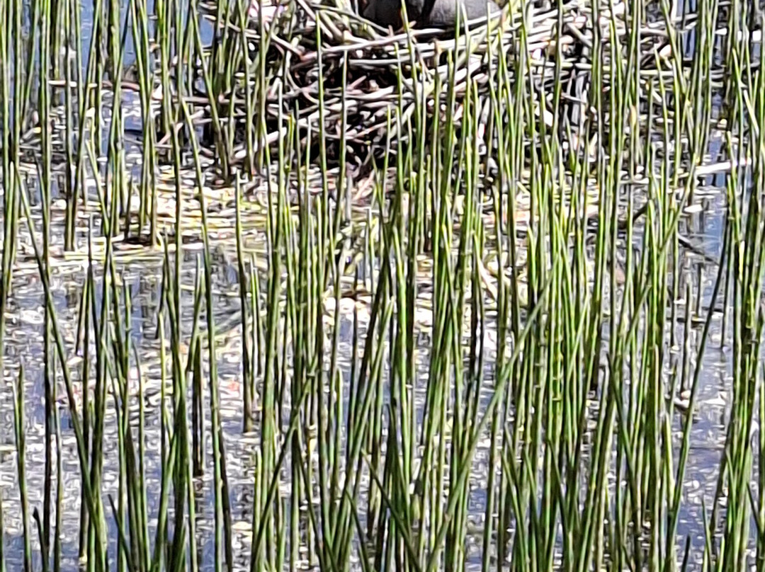 Lanark Loch-Lanark必去景点