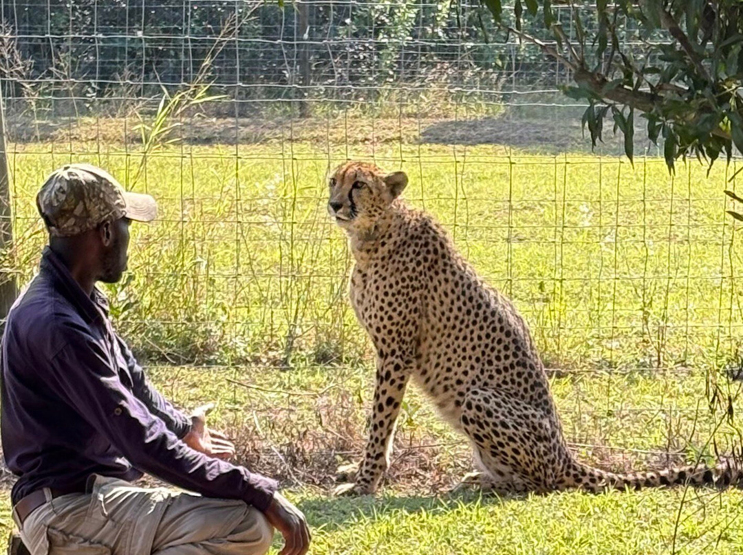 Zululand Cat Conservation Project-Hluhluwe Game Reserve必去景点