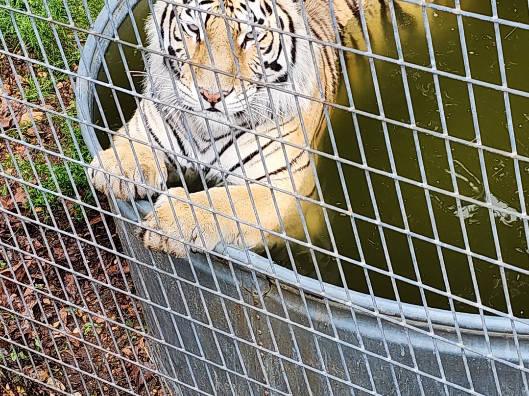 National Tiger Sanctuary-Saddlebrooke必去景点