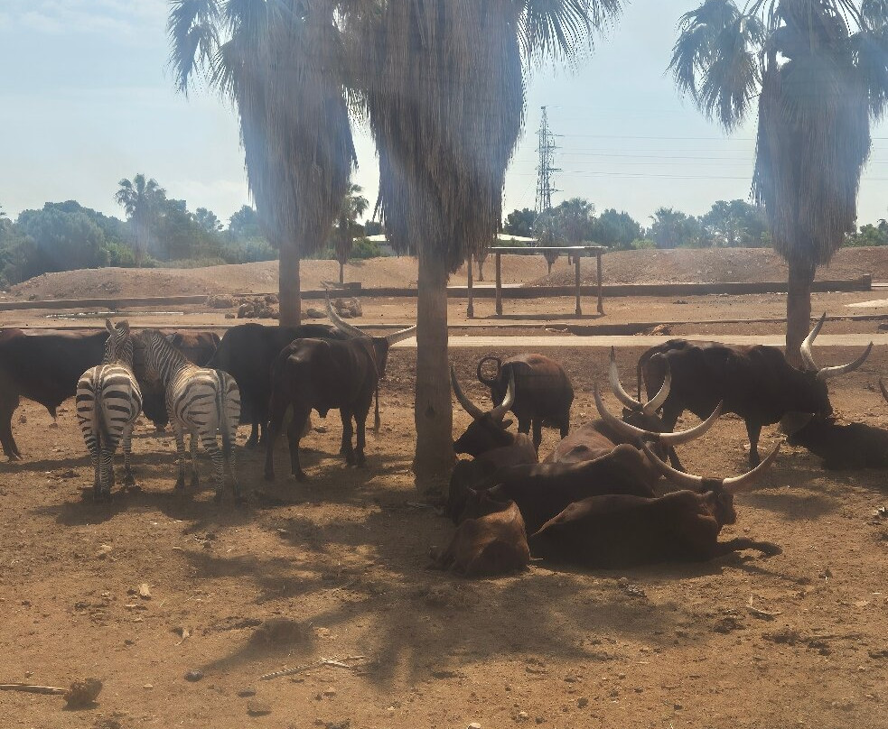 Safari Zoo Mallorca-萨可马必去景点