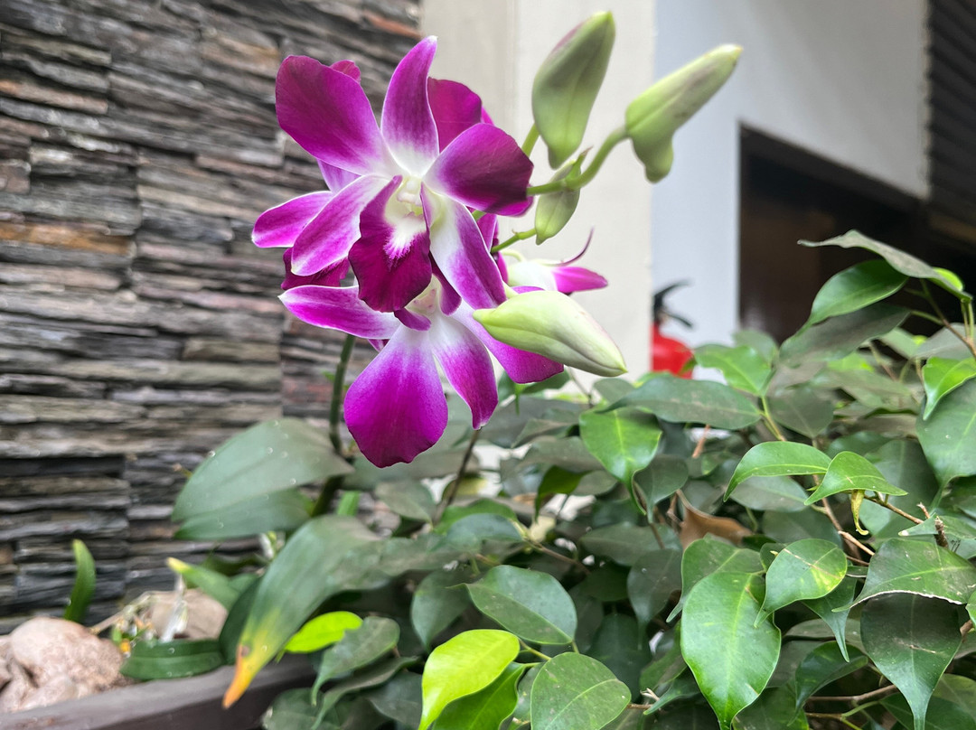 果阿皇家兰花海滩度假村主图