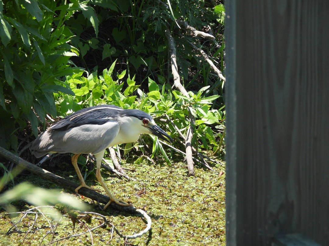 Savannah National Wildlife Refuge-Hardeeville必去景点