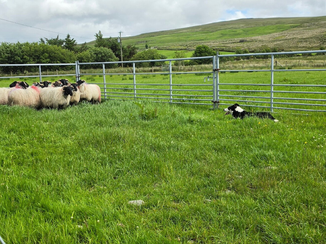Glen Keen Farm-Derryheigh必去景点