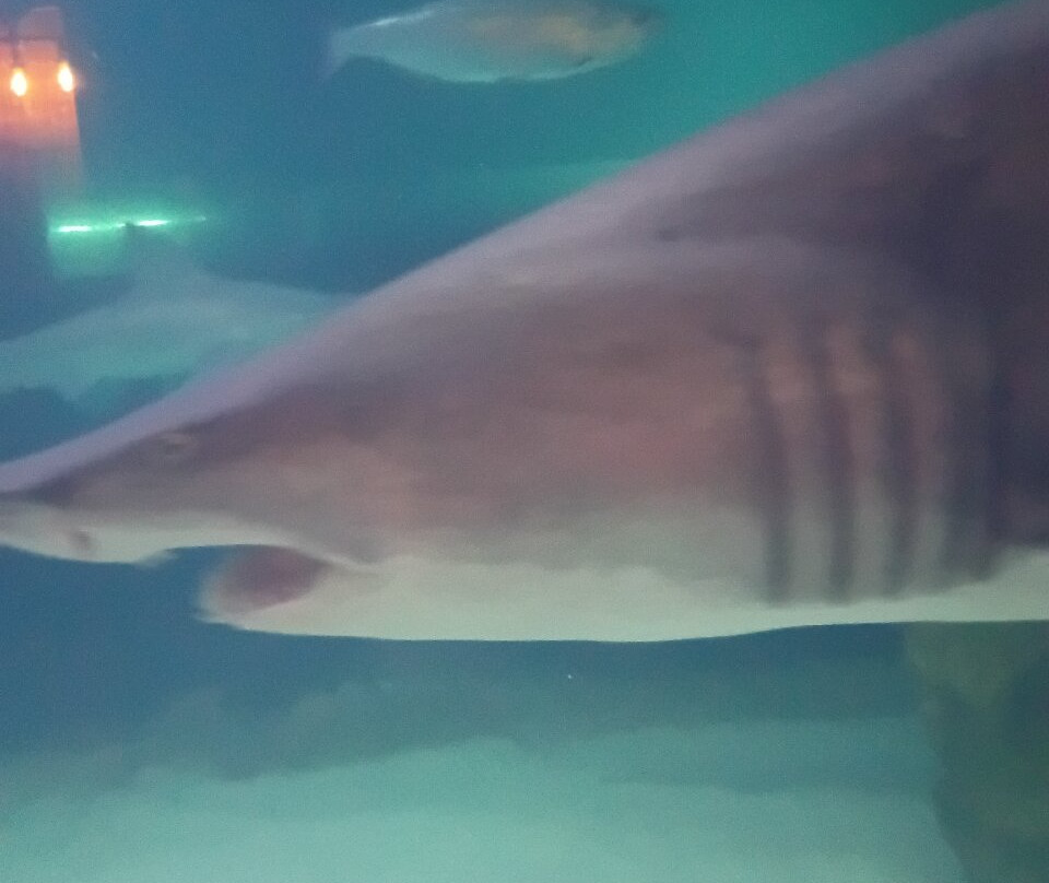 Greater Cleveland Aquarium-克利夫兰必去景点