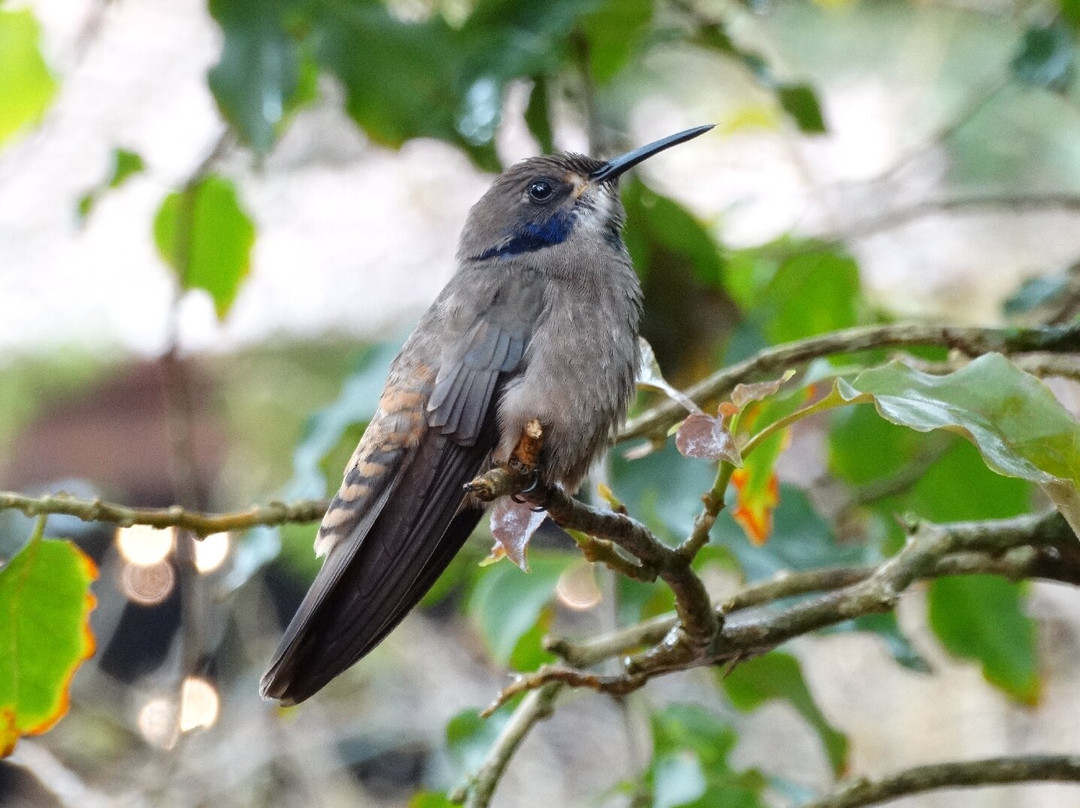 Reserva Privada El Quetzal