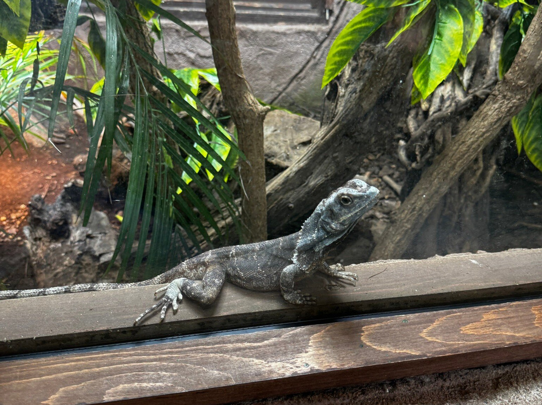 The National Reptile Zoo-基尔肯尼必去景点
