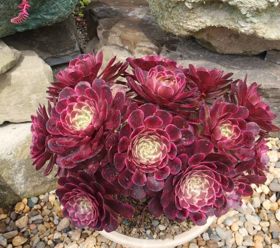 Greenhouse of Exotic Plants-Lazarevskoye必去景点