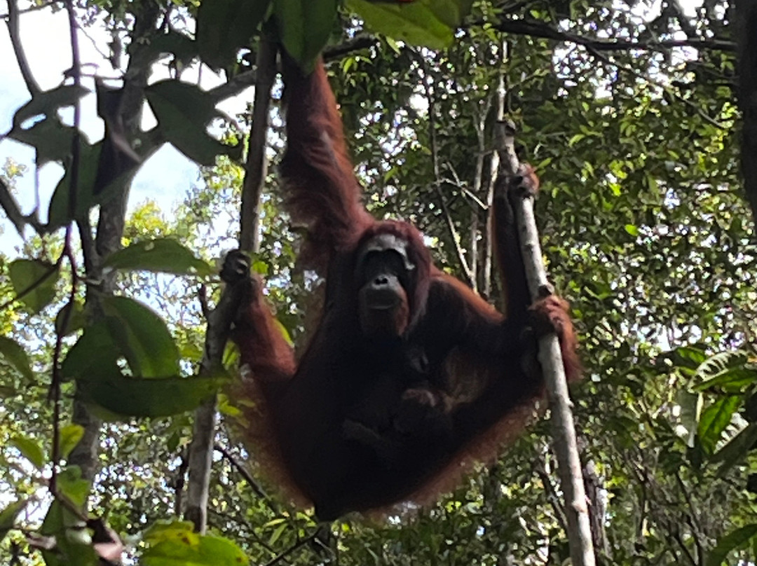 Local Guides - Tanjung Puting-Pangkalan Bun必去景点