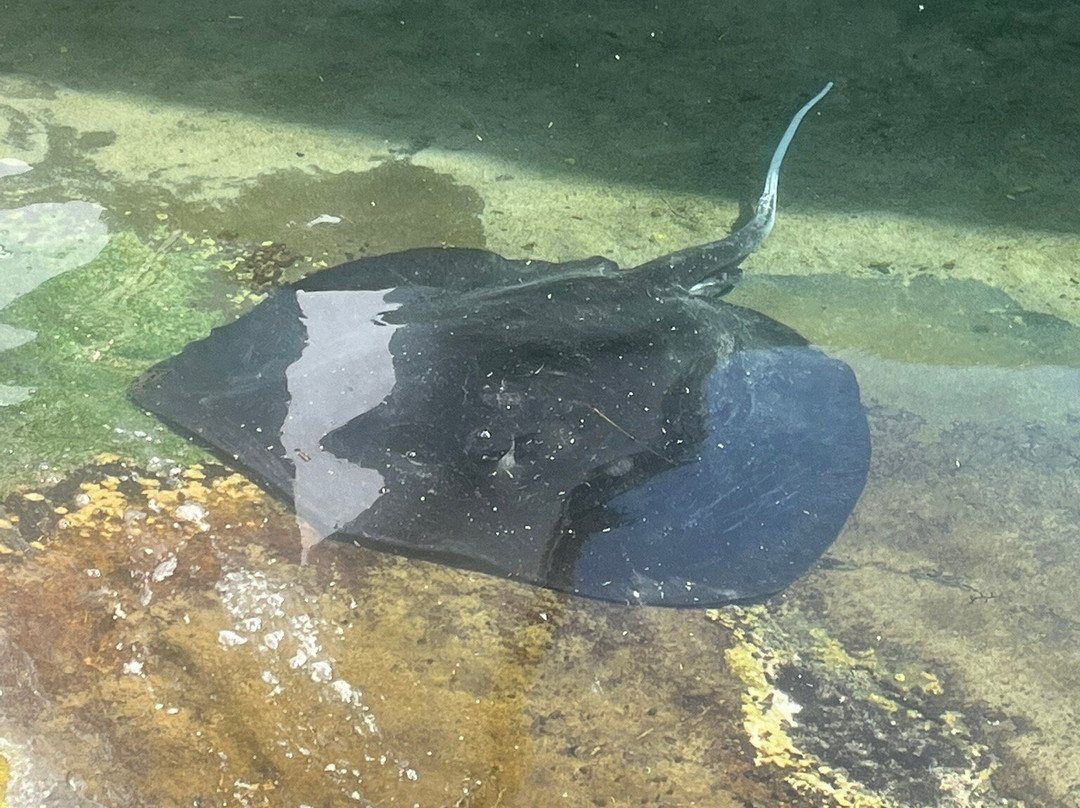 Daydream Island Living Reef-梦幻岛必去景点