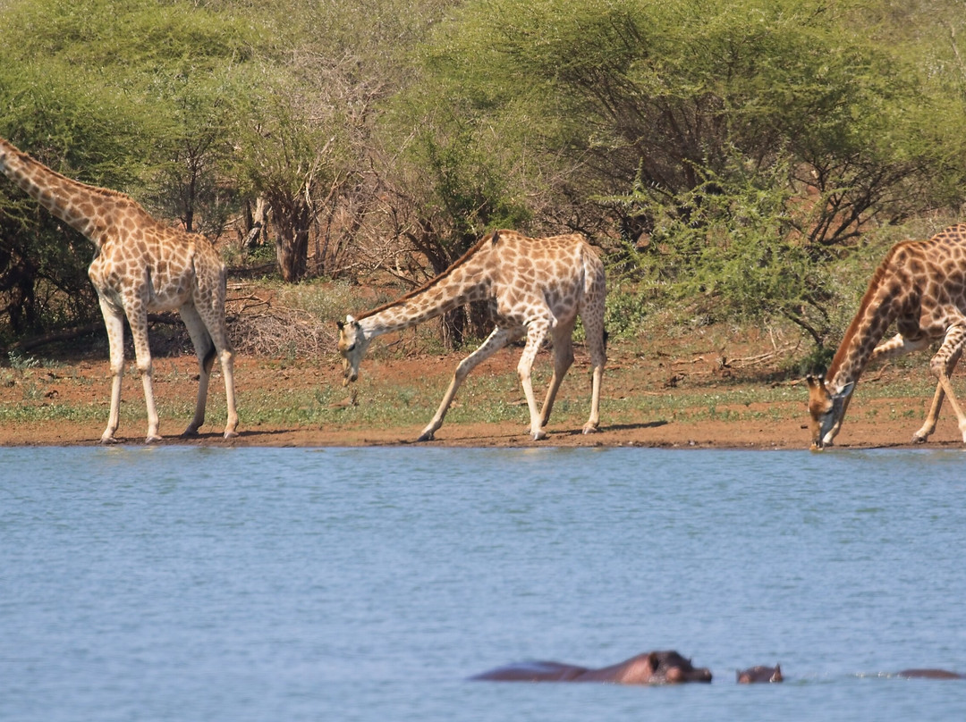 Kruger National Park-尼斯普鲁特必去景点