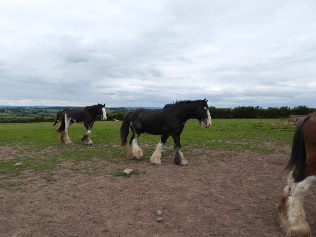 Hay Farm Heavy Horse Centre-特威德河畔贝里克必去景点