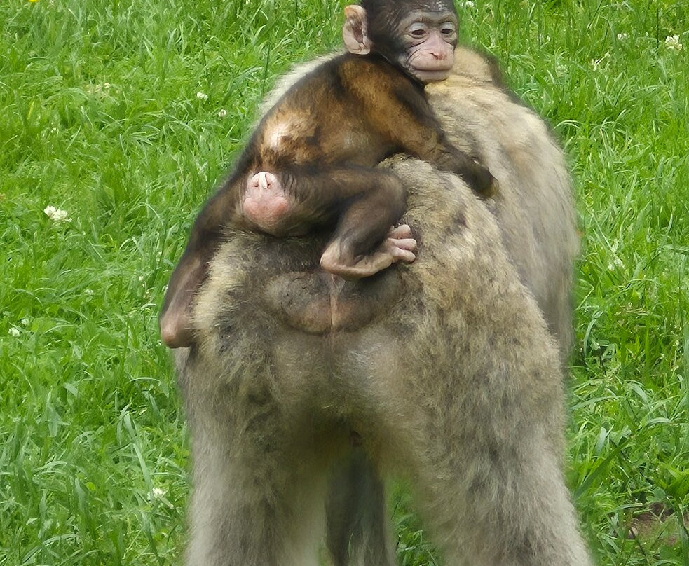 Trentham Monkey Forest-特伦特河畔斯托克必去景点
