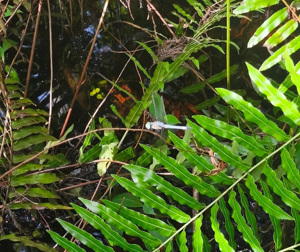 Six Mile Cypress Slough Preserve-迈尔斯堡必去景点