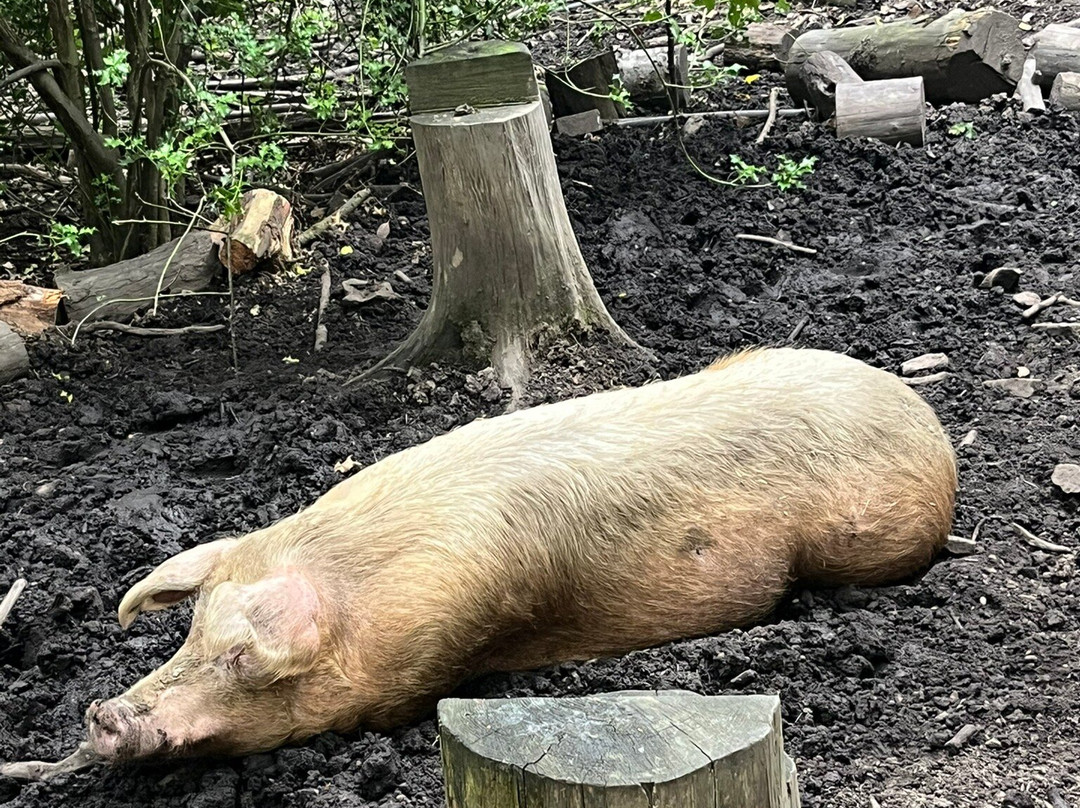 Pigs In The Wood-Huddersfield必去景点
