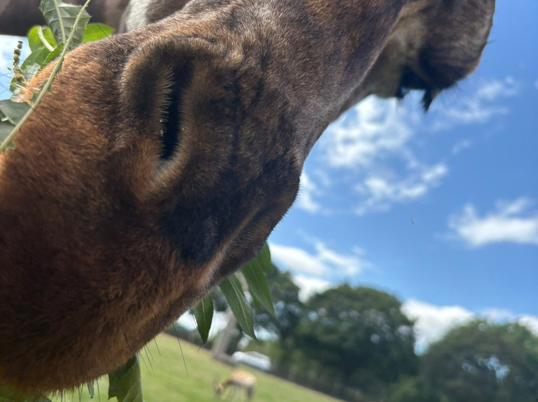 Woburn Safari Park-Woburn必去景点