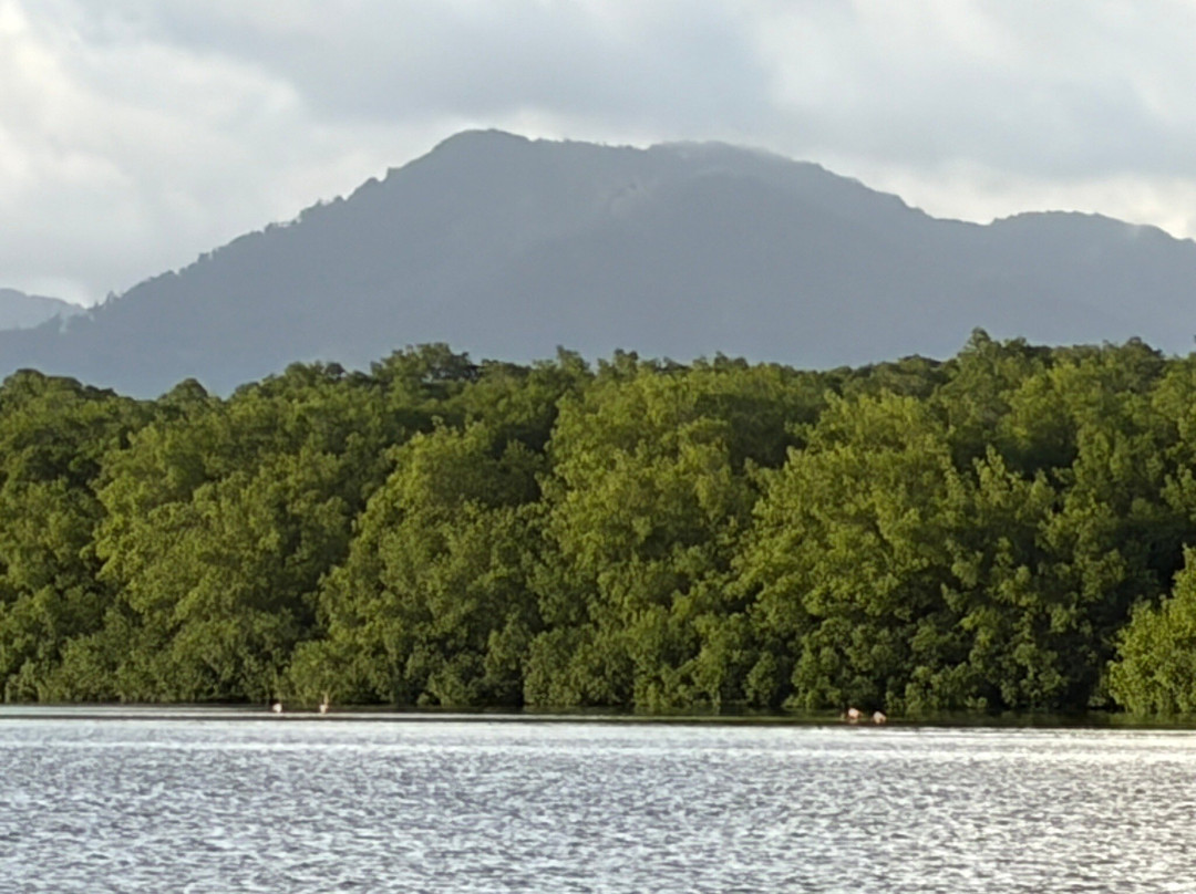 Nanan's Caroni Bird Sanctuary Tours-Caroni必去景点