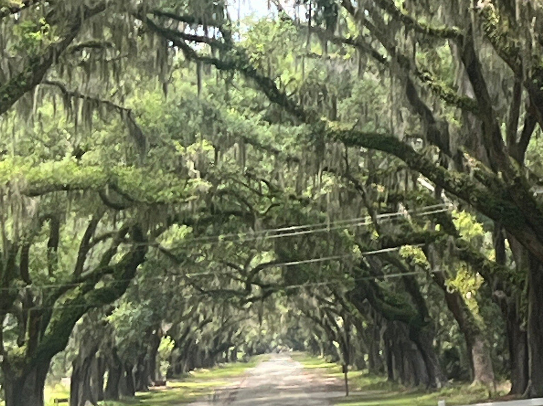 Wormsloe Historic Site-萨凡纳必去景点