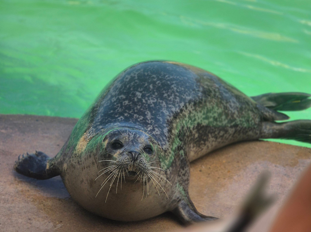 Natureland Seal Sanctuary-斯凯格内斯必去景点