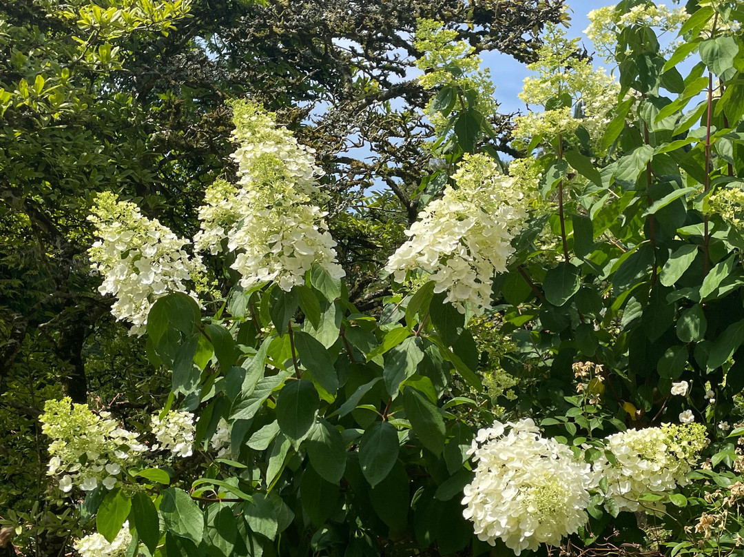Cappoquin House Gardens-Cappoquin必去景点