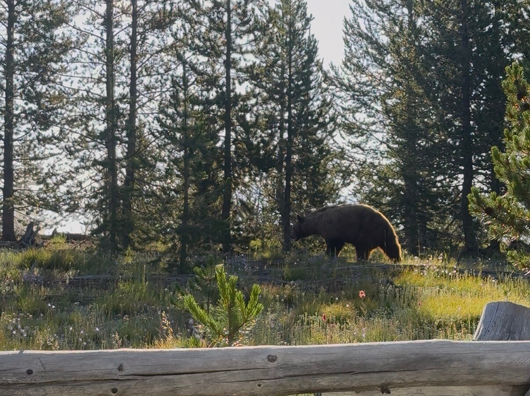 BrushBuck Wildlife Tours-杰克逊必去景点