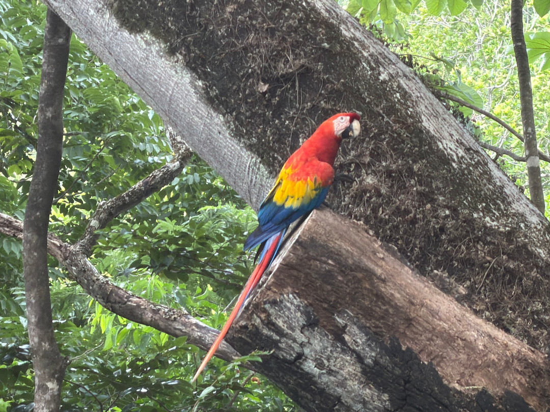 Macaw Recovery Network-Punta Islita必去景点
