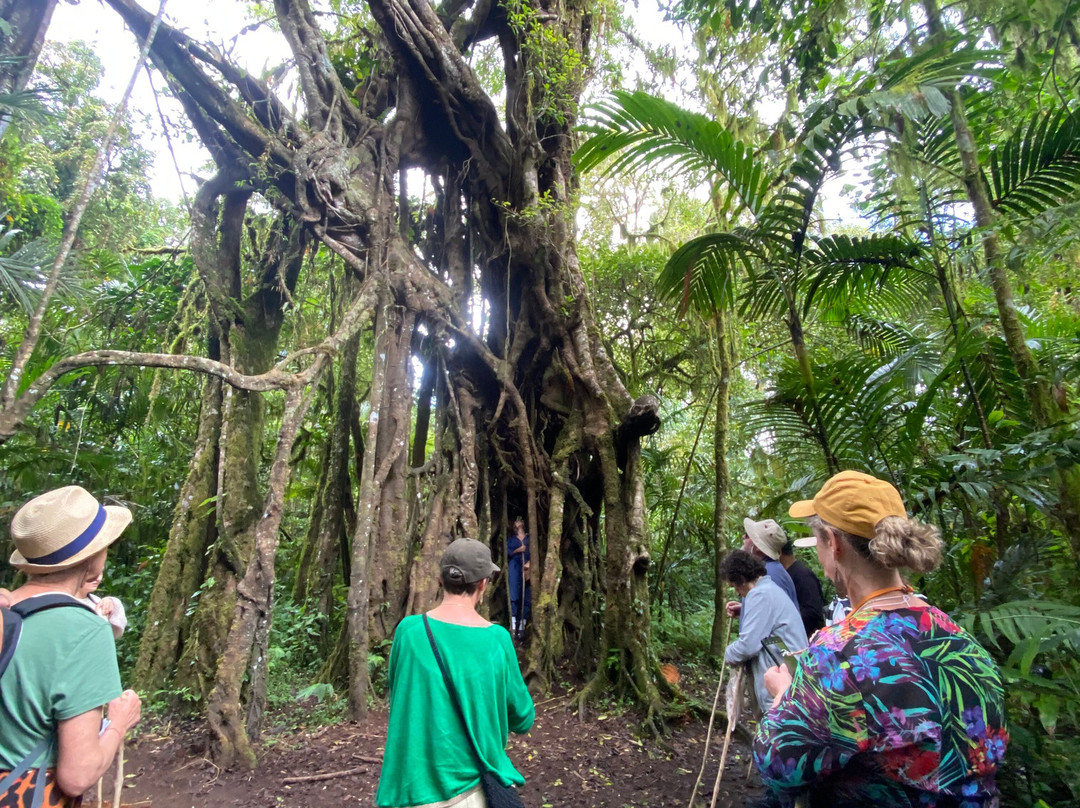 Tamblingan Jungle Trek And Lake Canoe Expedition-Buleleng必去景点