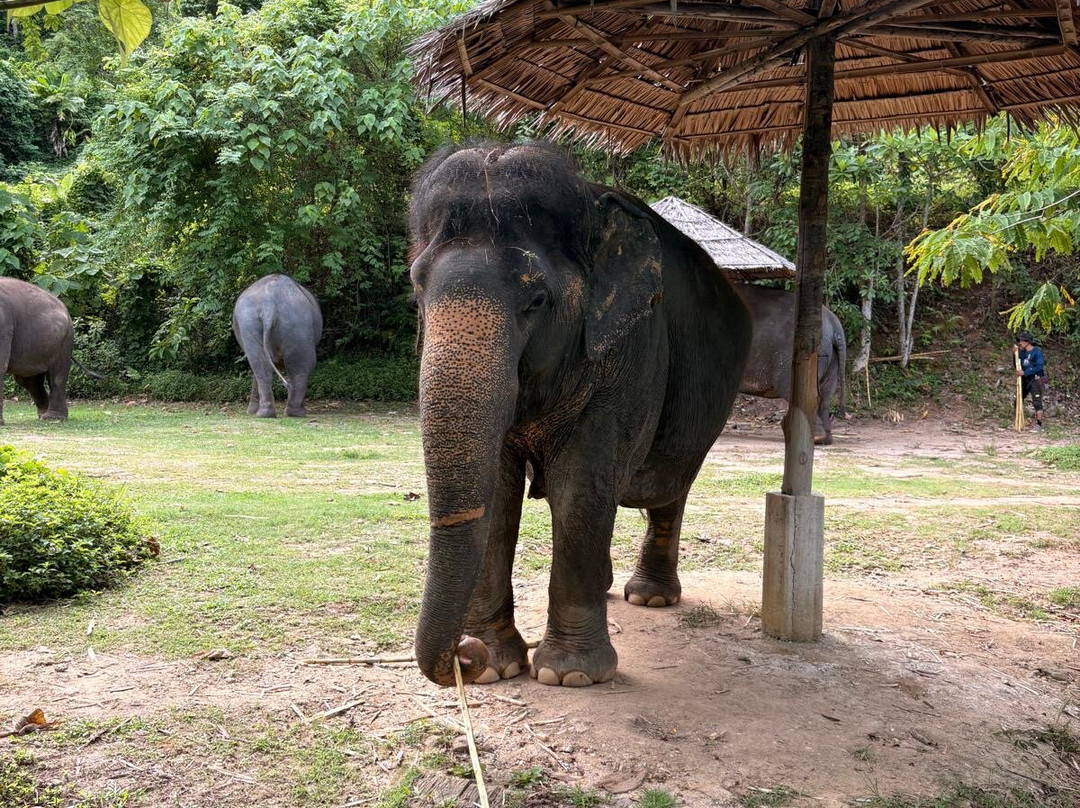 Hidden Forest Elephant Reserve-查龙必去景点